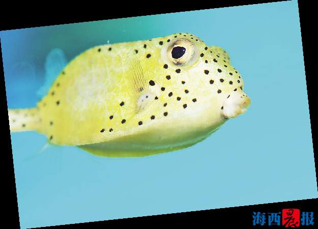 廈門海底世界內(nèi)設(shè)有五個(gè)特色展區(qū)(圖1)