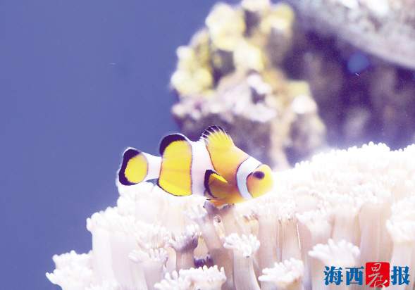 廈門海底世界內(nèi)設(shè)有五個(gè)特色展區(qū)(圖5)