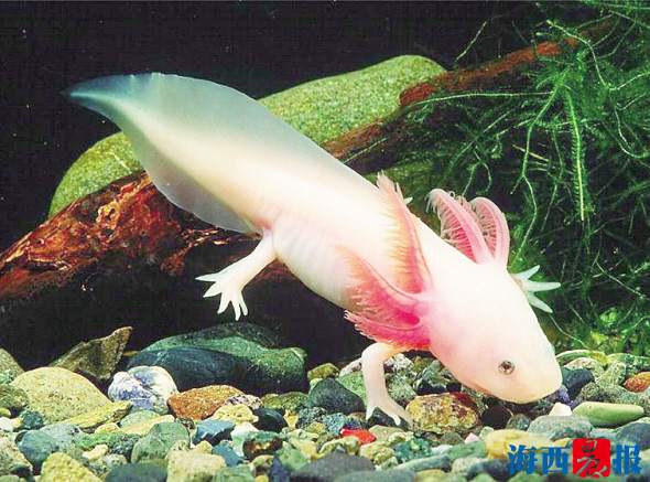 廈門海底世界內(nèi)設(shè)有五個(gè)特色展區(qū)(圖4)