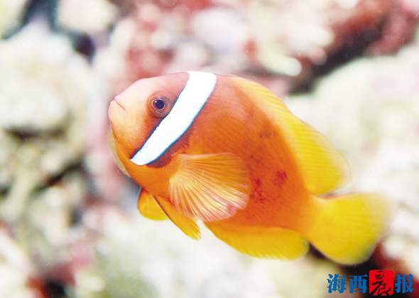 廈門海底世界內(nèi)設(shè)有五個(gè)特色展區(qū)(圖7)